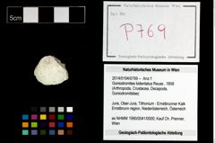 Foto (Objekt + Etikett) von Goniodromites bidentatus (Reuss, 1858)  (NHMW-GEO-2014-0194-0769)